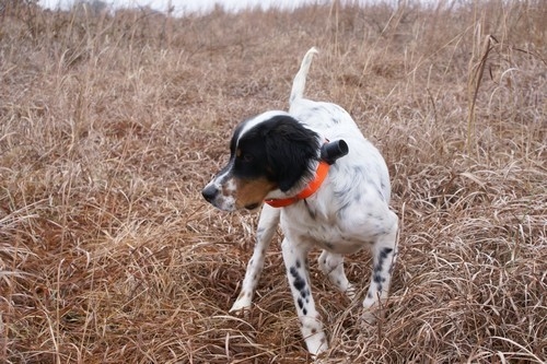 PRAIRIE VALLEY TUESDAY-ENGLISH SETTER | Gallery | Jones Southern