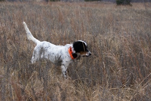 PRAIRIE VALLEY TUESDAY-ENGLISH SETTER | Gallery | Jones Southern