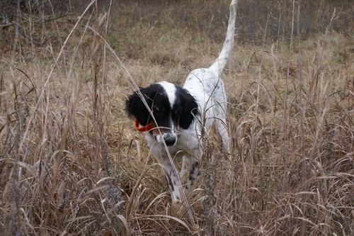 PRAIRIE VALLEY TUESDAY-ENGLISH SETTER | Gallery | Jones Southern