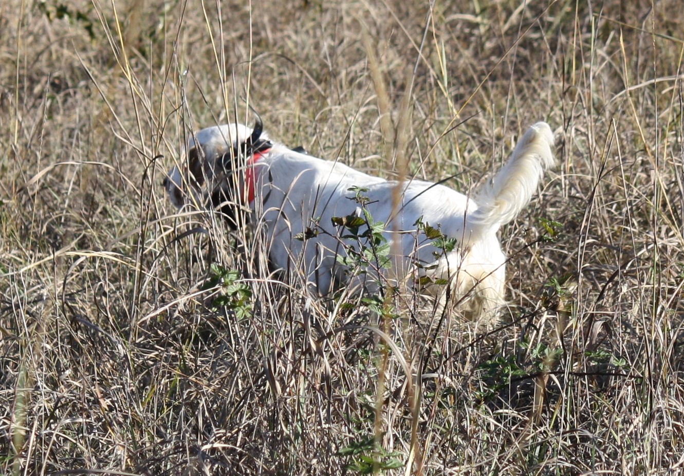PRAIRIE VALLEY BABE-ENGLISH SETTER | Gallery | Jones Southern Oklahoma